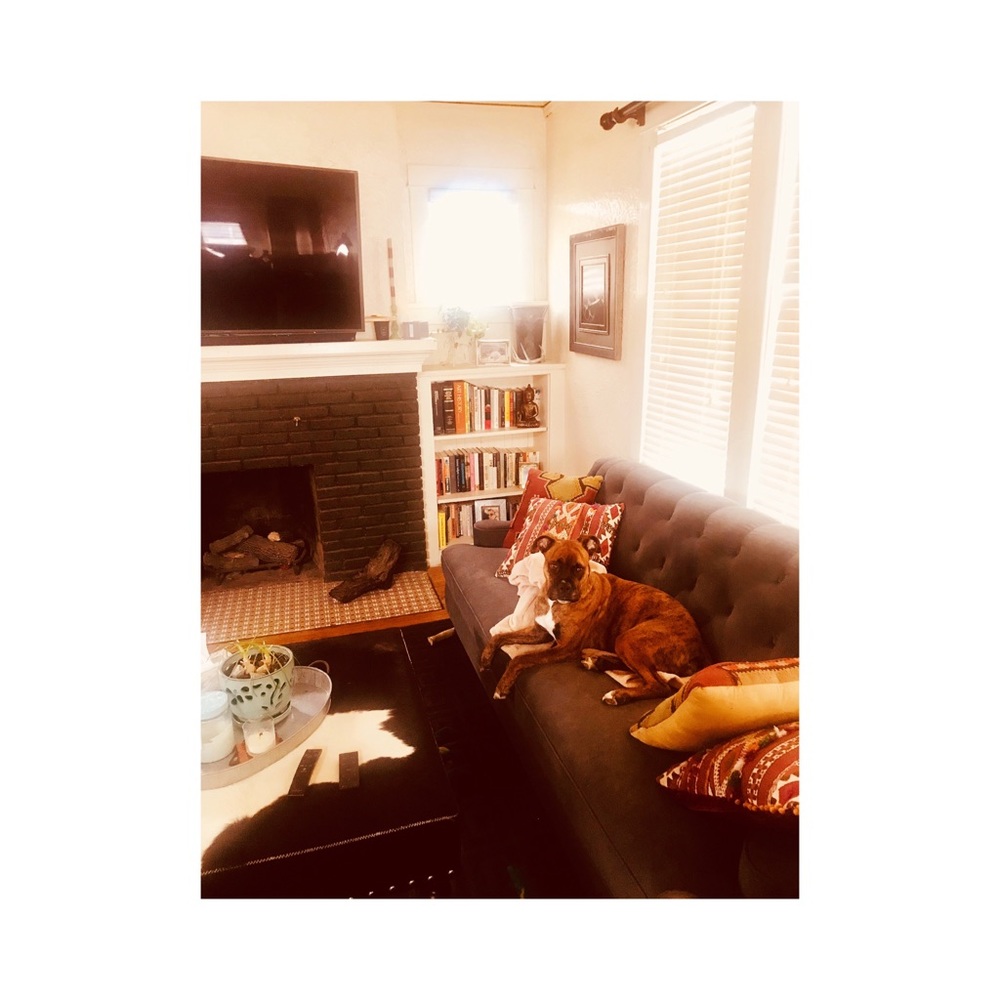 ♻️Fashionably Recycle + Rescue Puppies♥️